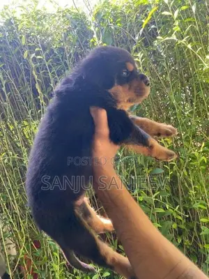 Rottweiler Puppy