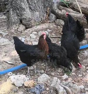 ஊர்கோழி