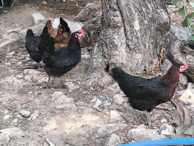 ஊர்கோழி