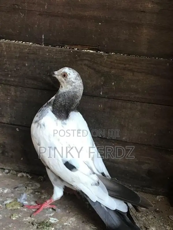 Pigeons