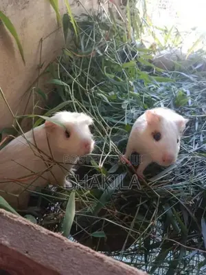 Ginipic