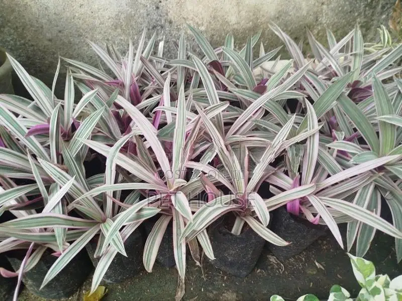 Oyster Plant