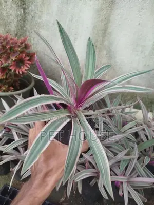 Oyster Plant