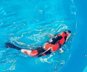 Japanese Koi Fish