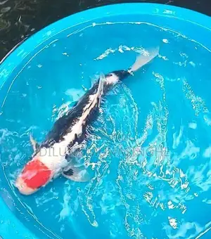 Japanese Koi Fish