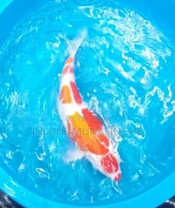 Japanese Koi Fish