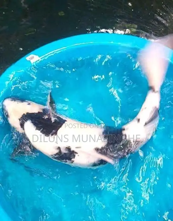 Japanese Koi Fish