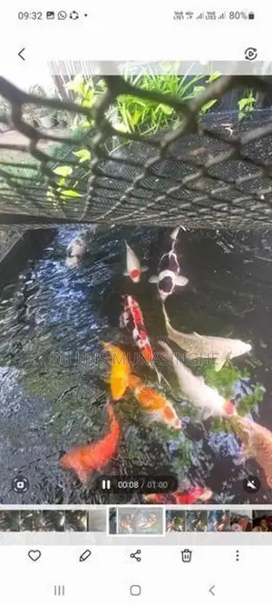 Japanese Koi Fish