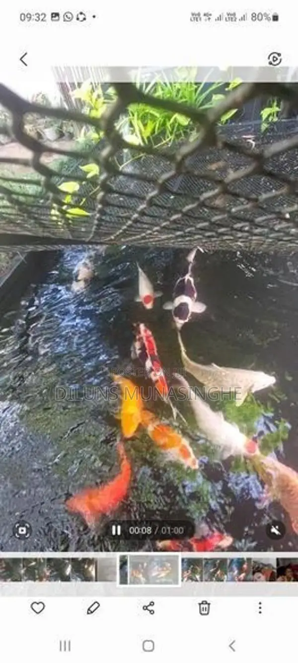 Japanese Koi Fish