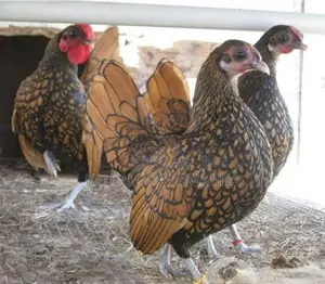 Golden Sebright විකිනීම