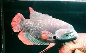 Malaysian Redfin Gourami