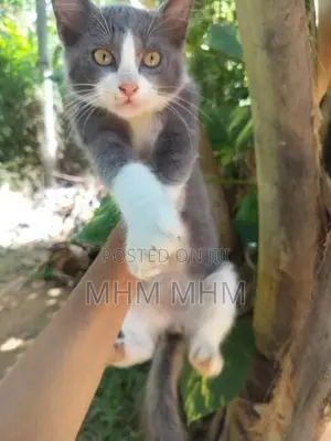 Persian Cat