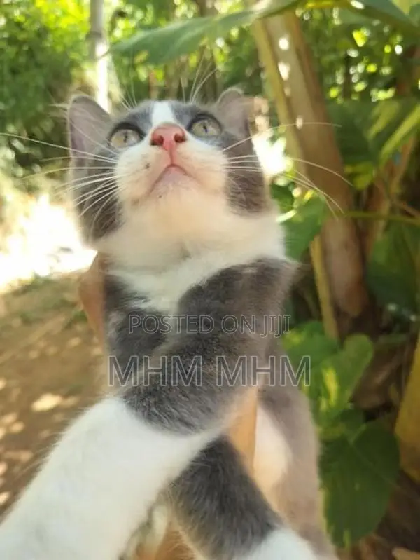 Persian Cat