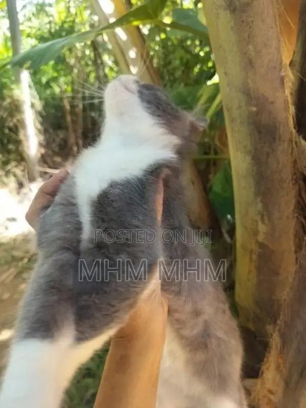 Persian Cat