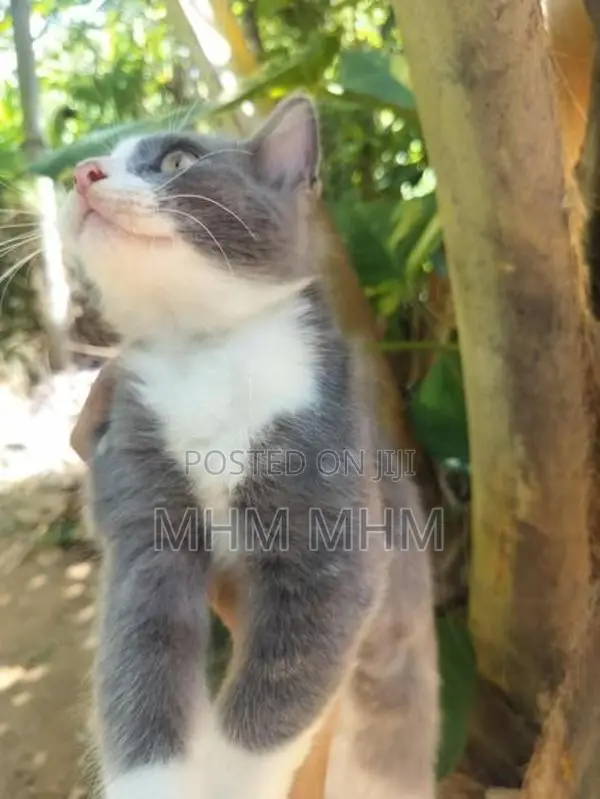 Persian Cat