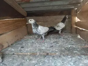 Pigeon