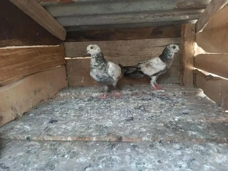 Pigeon