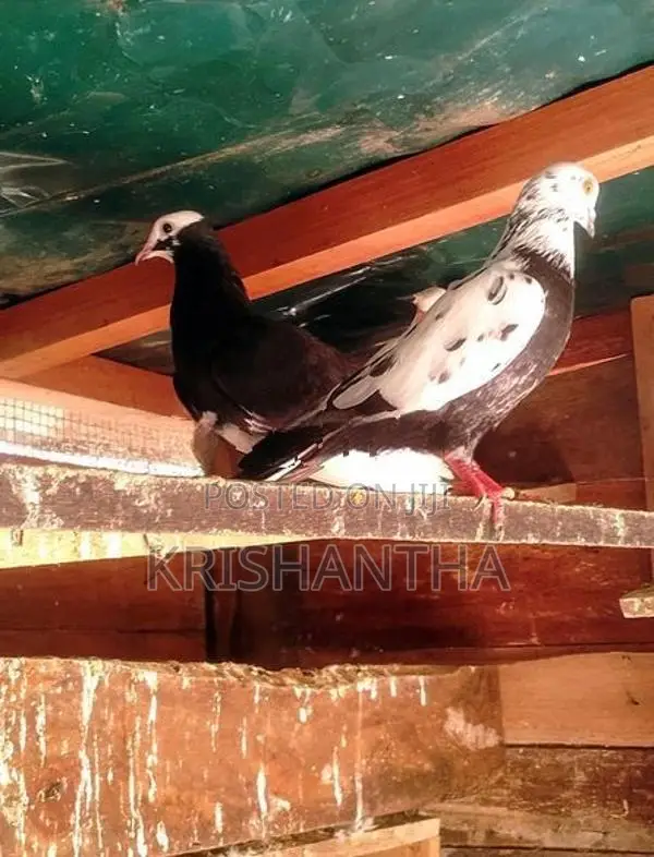 Pigeon