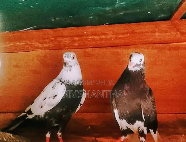 Pigeon