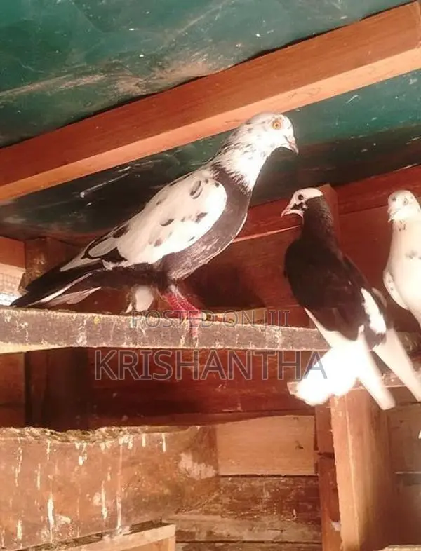 Pigeon