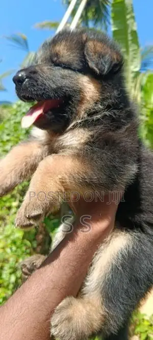 German Shepherd