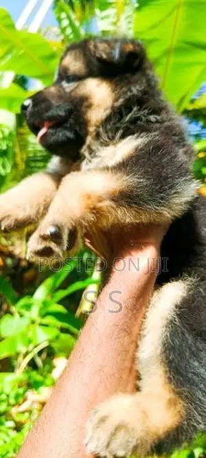 German Shepherd