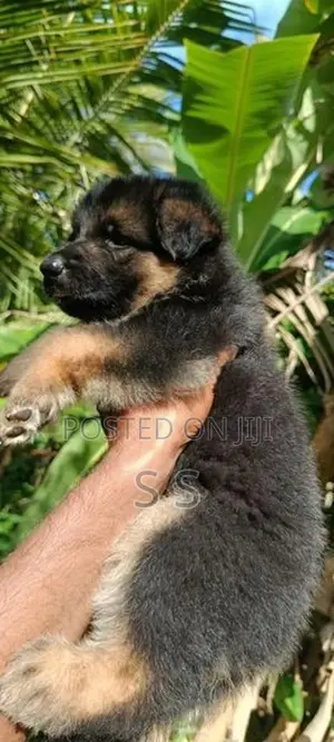 German Shepherd