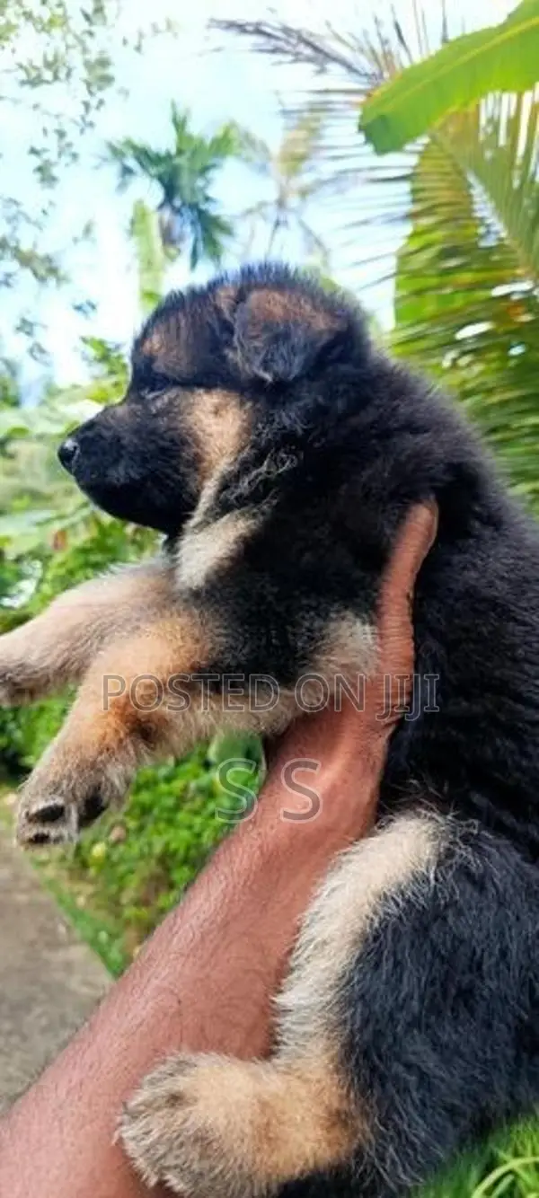 German Shepherd