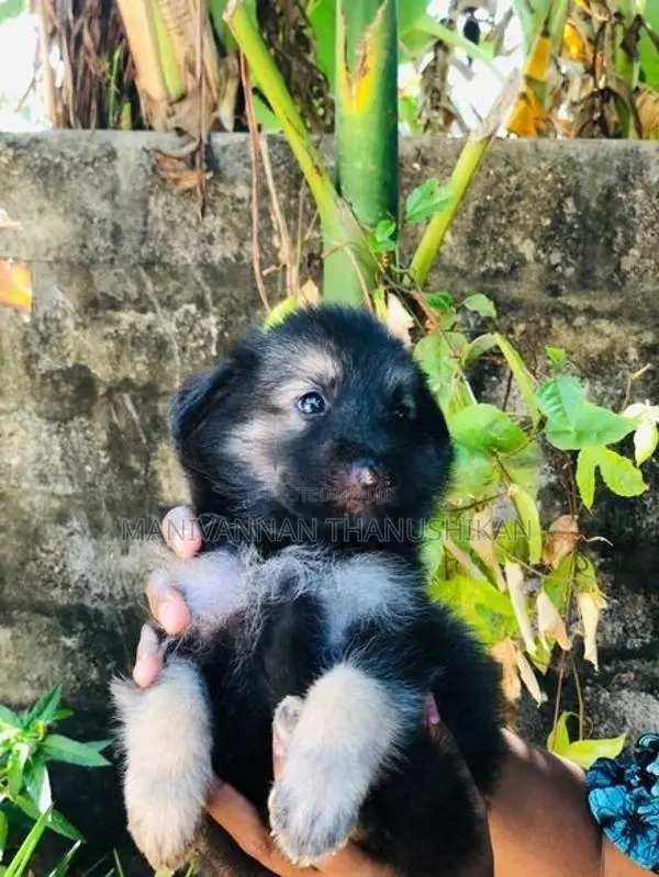 German Shepherd