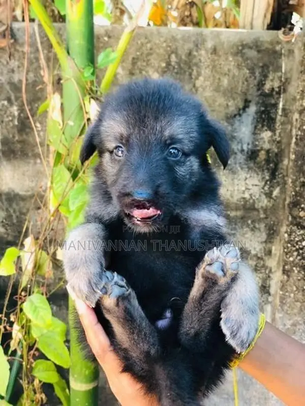 German Shepherd