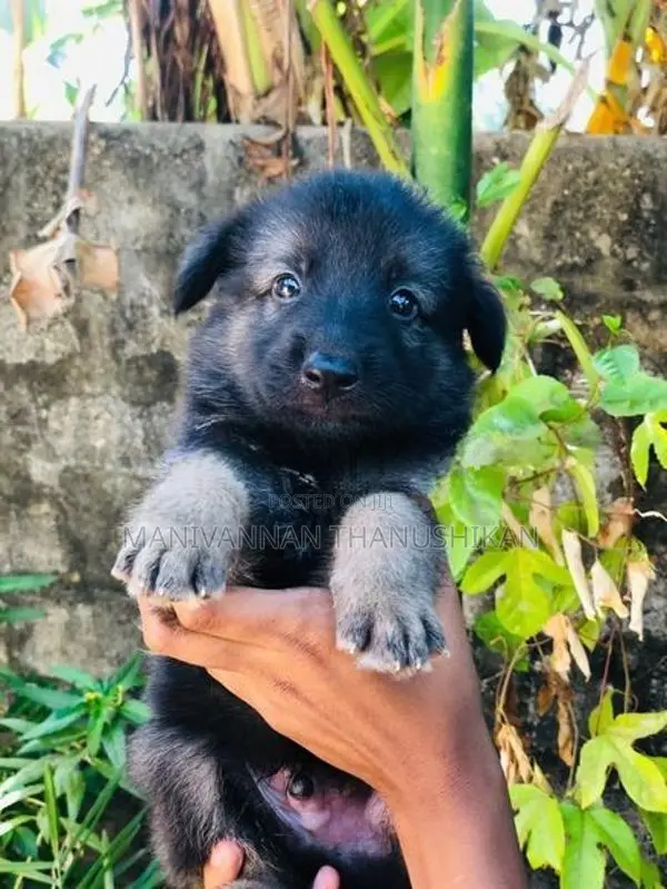 German Shepherd