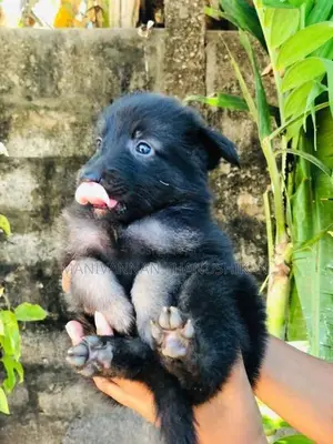 German Shepherd