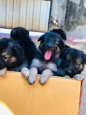 German Shepherd