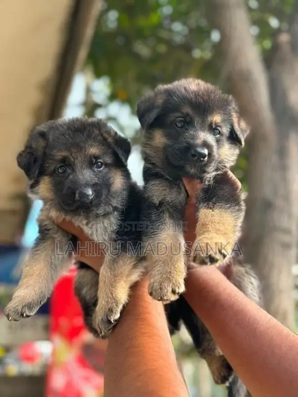 German Shepherd Puppies