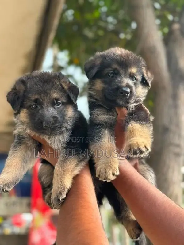 German Shepherd Puppies