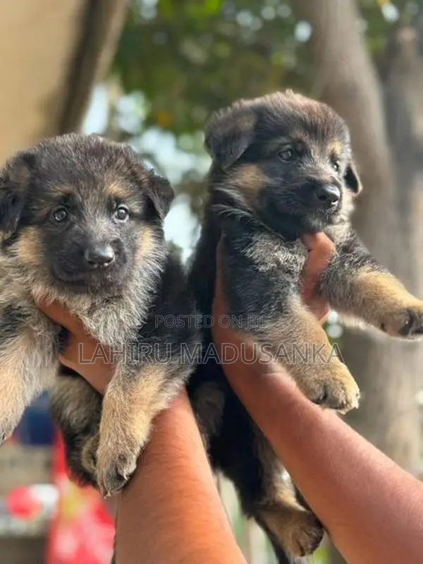 German Shepherd Puppies