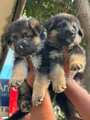 German Shepherd Puppies