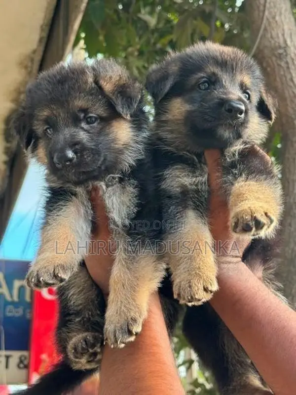 German Shepherd Puppies