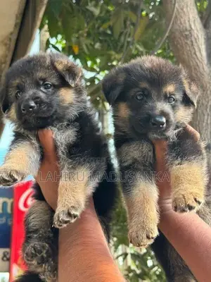 German Shepherd Puppies