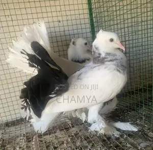 Pigeons