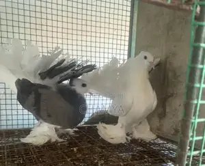 Pigeons