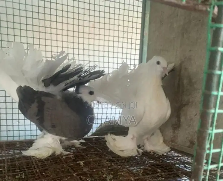 Pigeons