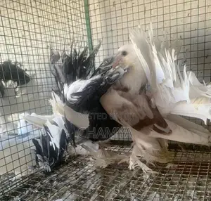 Pigeons