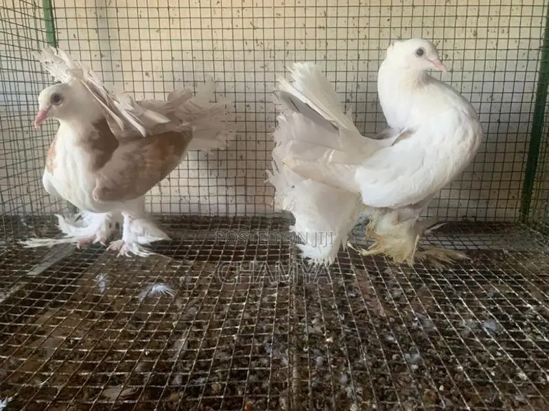 Pigeons