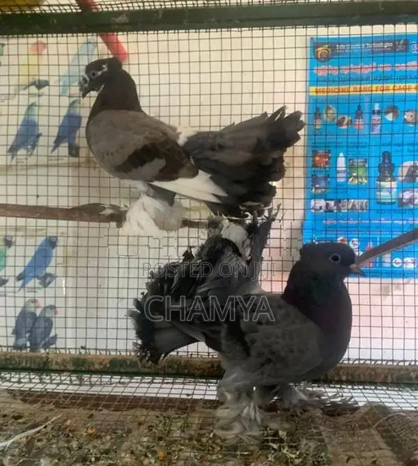 Pigeons