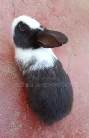 Selling Rabbit