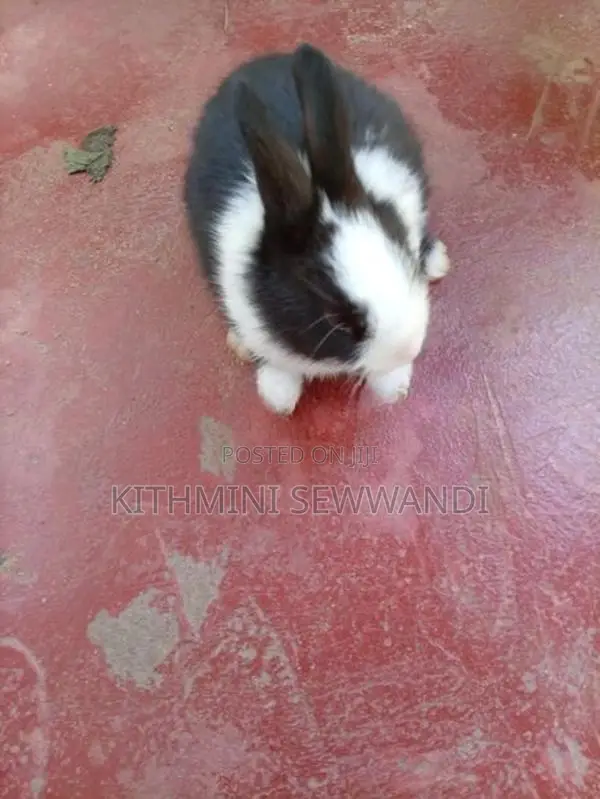 Selling Rabbit