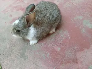 Selling Rabbit