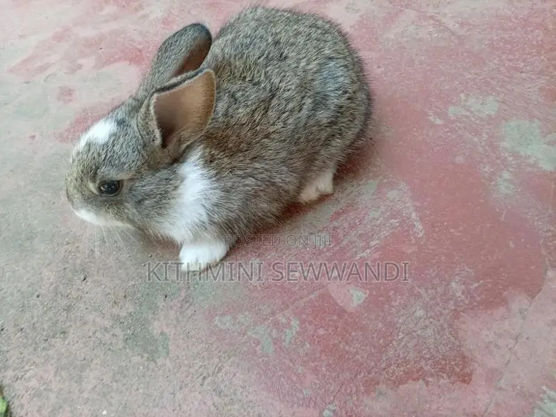 Selling Rabbit