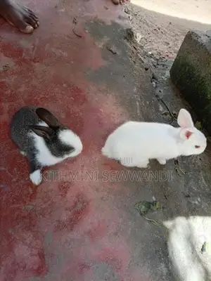 Selling Rabbit